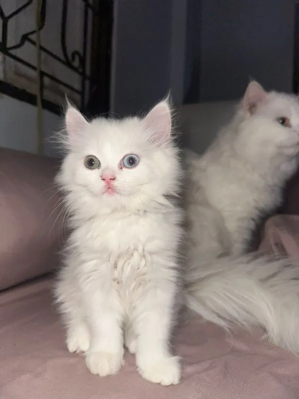 แมวเปอร์เซีย