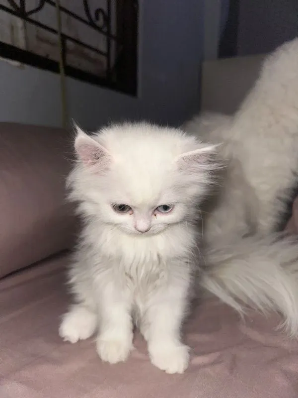 แมวเปอร์เซีย