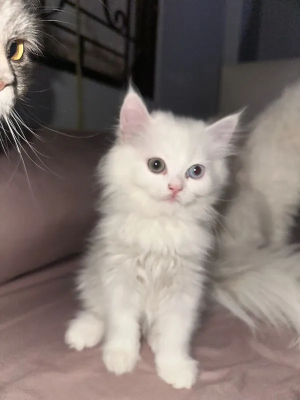 แมวเปอร์เซีย