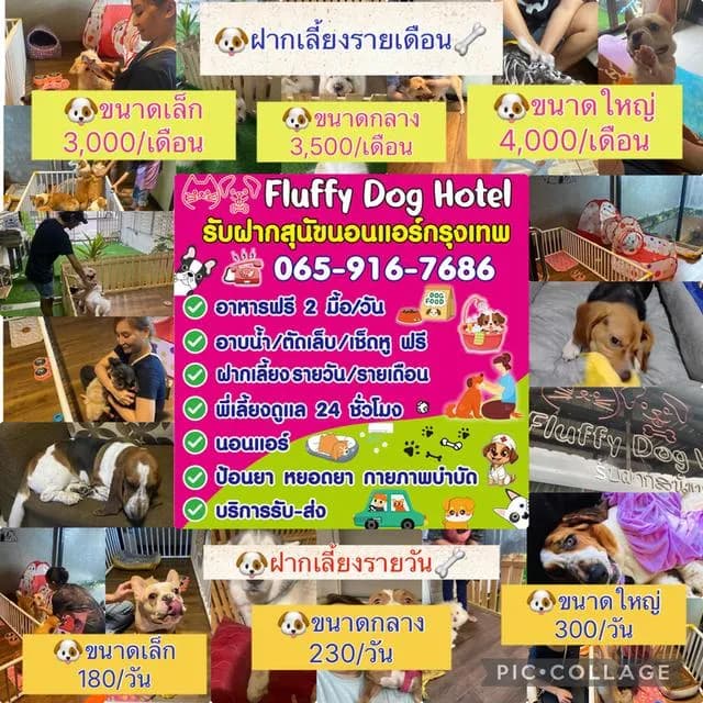 รับฝากเลี้ยงสุนัข แบบรายวันรายอาทิตย์รายเดือน