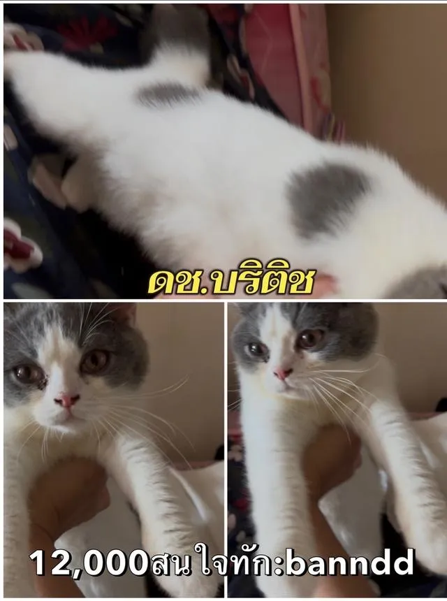 แมวบริติชกทม นวมินทร์ แวะมาดูน้องๆได้ทำวัคซีนตรวจโรคและสุขภาพให้ก่อนบ้านทุกคนทักด่วน:banndd