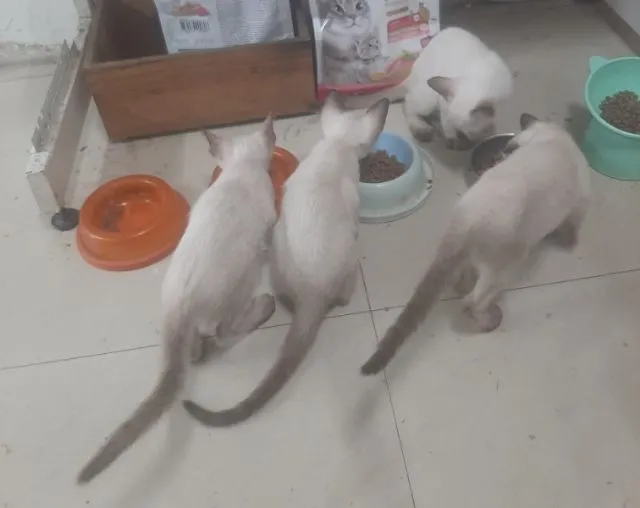 แมววิเชียรมาศแท้ มีใบเพด
