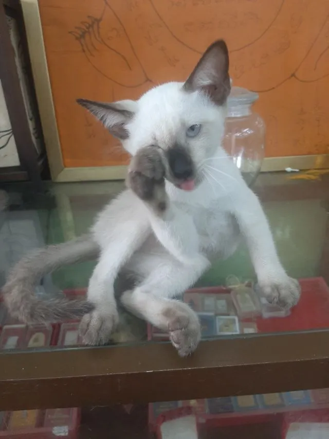 แมววิเชียรมาศแท้ มีใบเพด