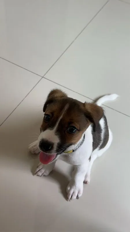 ขายน้องหมา Jack Russell วัย 2 เดือน พร้อมย้ายบ้าน