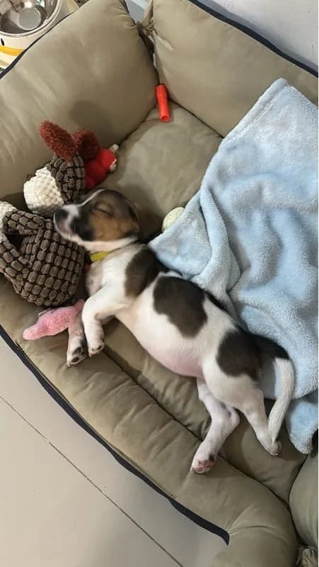 ขายน้องหมา Jack Russell วัย 2 เดือน พร้อมย้ายบ้าน