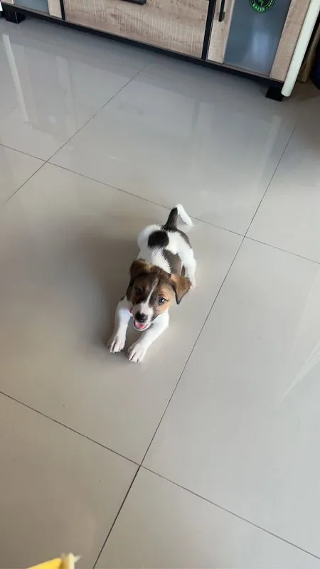 ขายน้องหมา Jack Russell วัย 2 เดือน พร้อมย้ายบ้าน