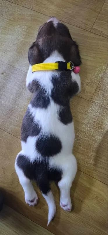 ขายน้องหมา Jack Russell วัย 2 เดือน พร้อมย้ายบ้าน