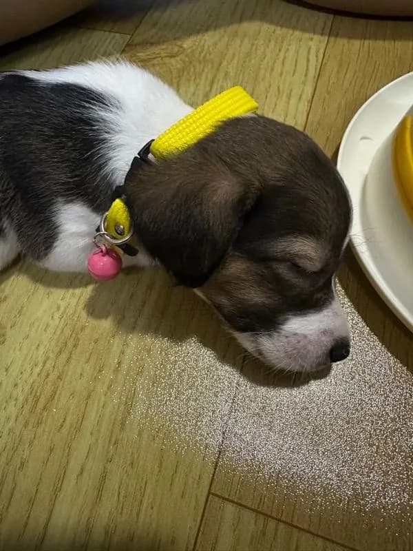 ขายน้องหมา Jack Russell วัย 2 เดือน พร้อมย้ายบ้าน