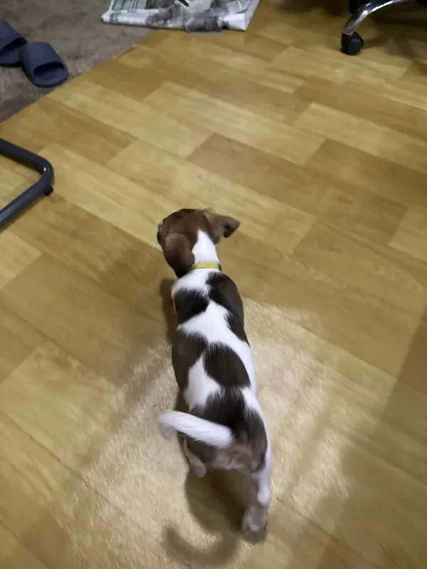 ขายน้องหมา Jack Russell วัย 2 เดือน พร้อมย้ายบ้าน