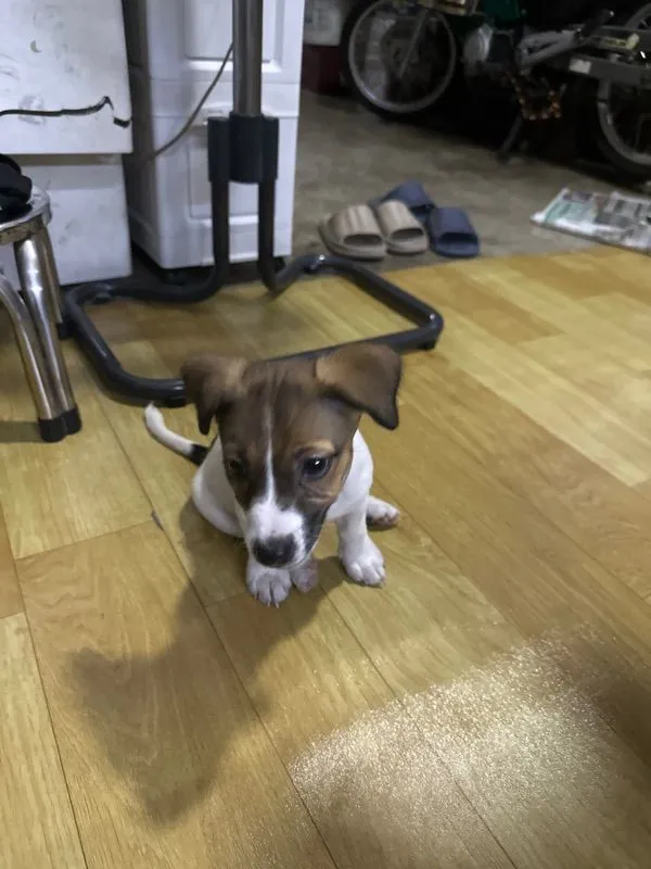 ขายน้องหมา Jack Russell วัย 2 เดือน พร้อมย้ายบ้าน