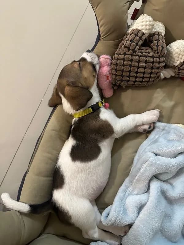 ขายน้องหมา Jack Russell วัย 2 เดือน พร้อมย้ายบ้าน