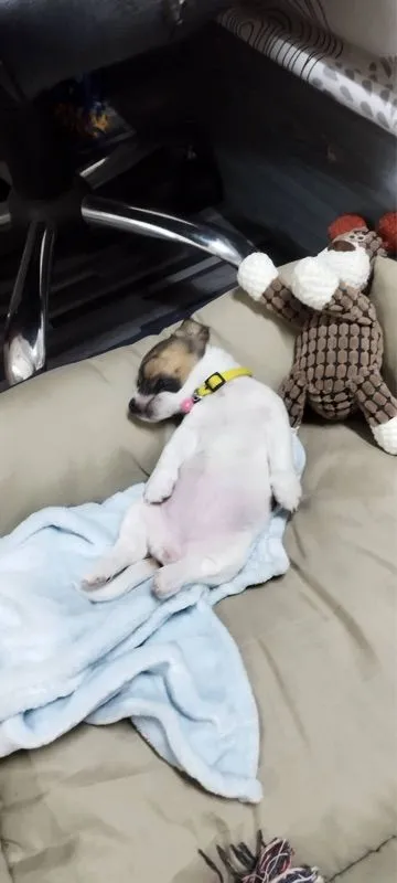 ขายน้องหมา Jack Russell วัย 2 เดือน พร้อมย้ายบ้าน