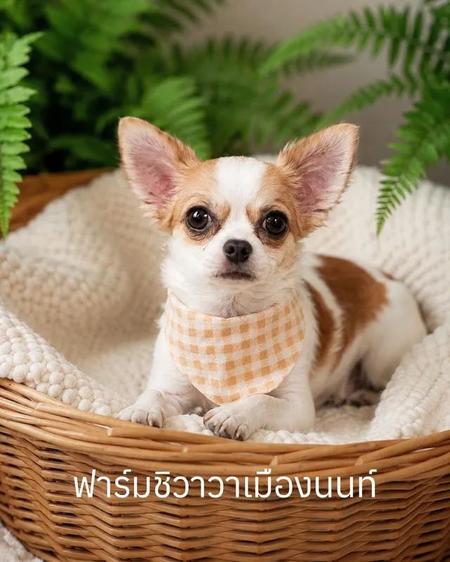 ฟาร์มชิวาวา เมืองนนท์
