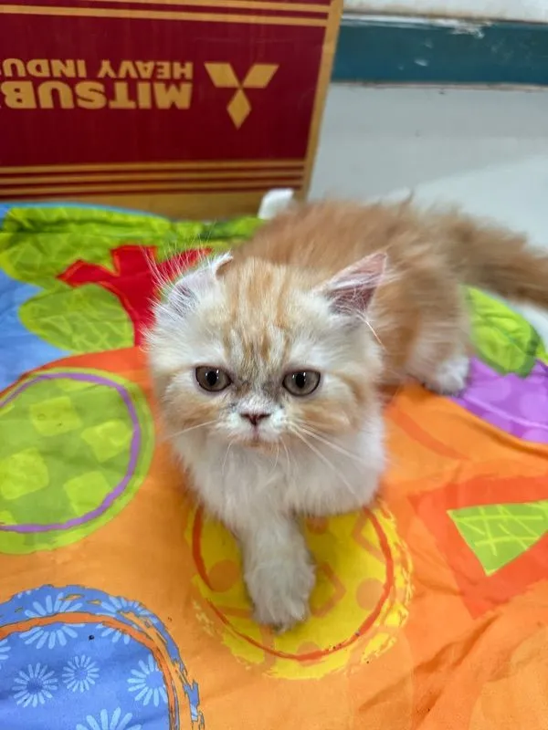 แจกฟรีลูกแมว