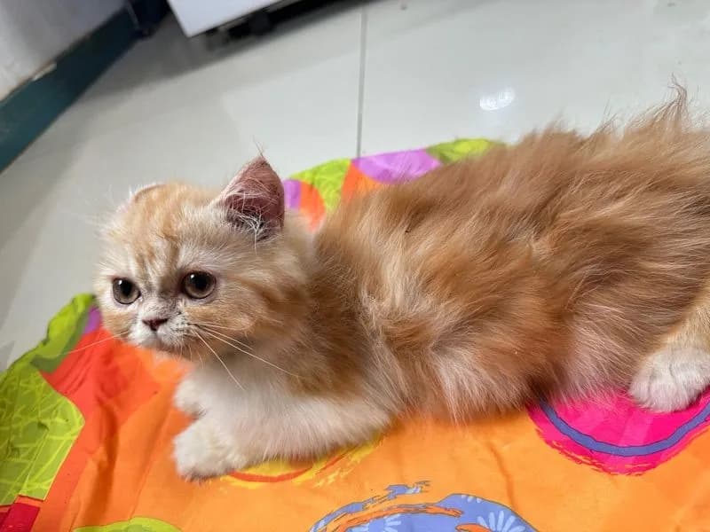 แจกฟรีลูกแมว