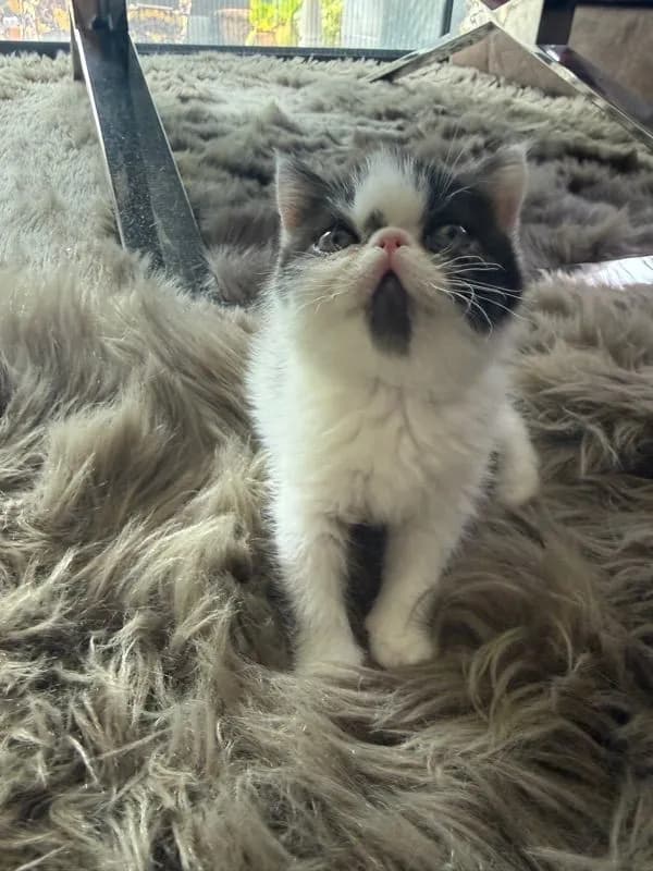 exoticshorthair
