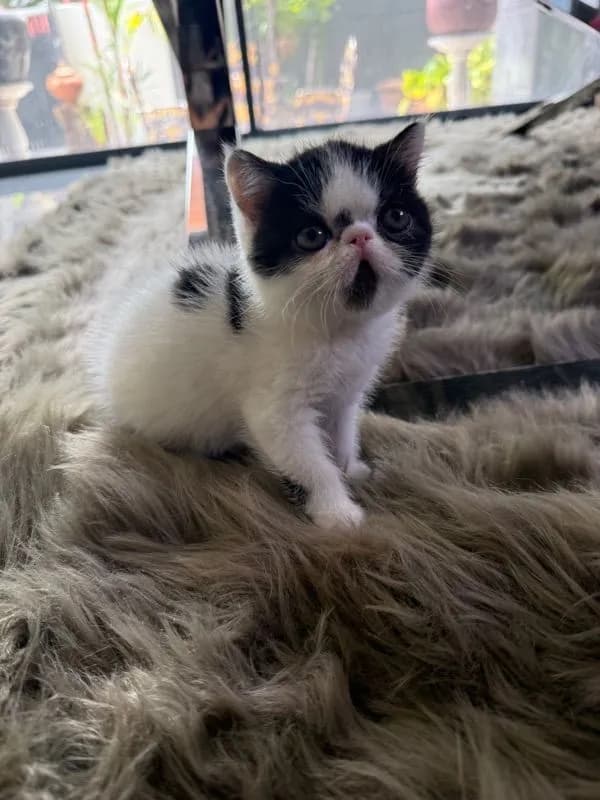 exoticshorthair