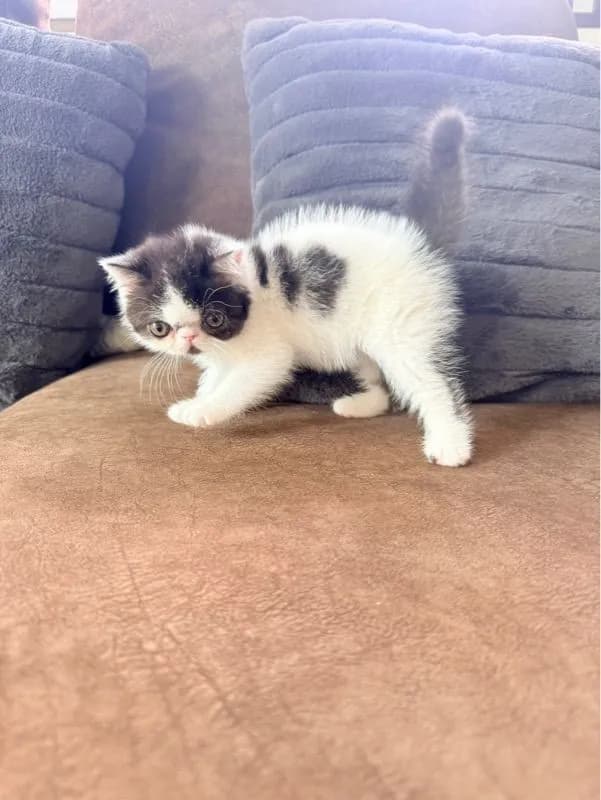 exoticshorthair