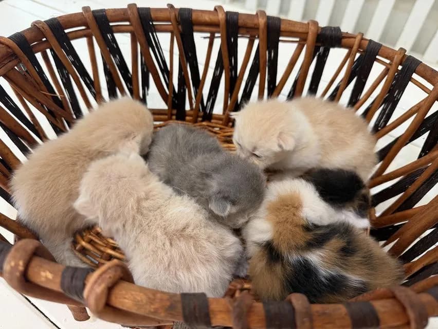 ลูกแมวสก็อตติช/เปอร์เซีย และมันชกิ้นขายาว