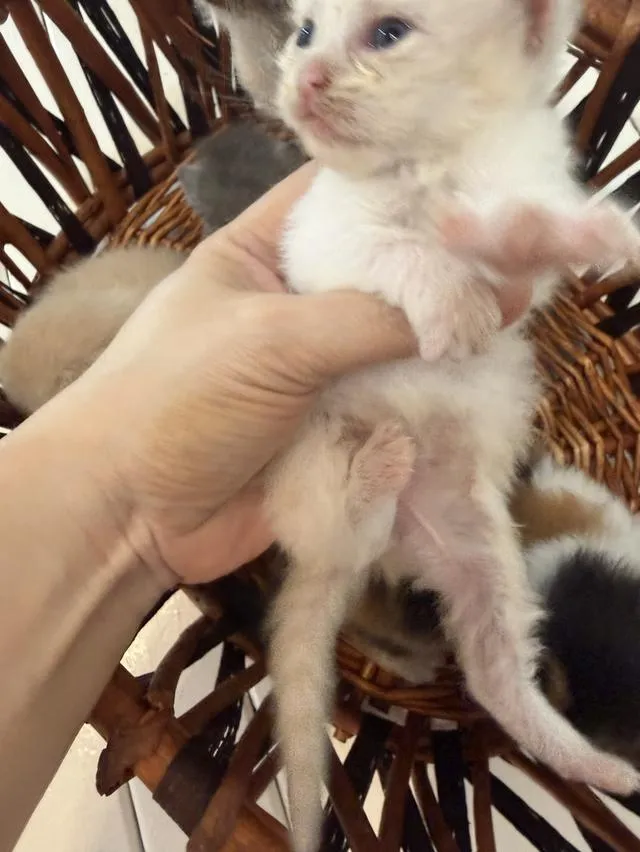 ลูกแมวสก็อตติช/เปอร์เซีย และมันชกิ้นขายาว