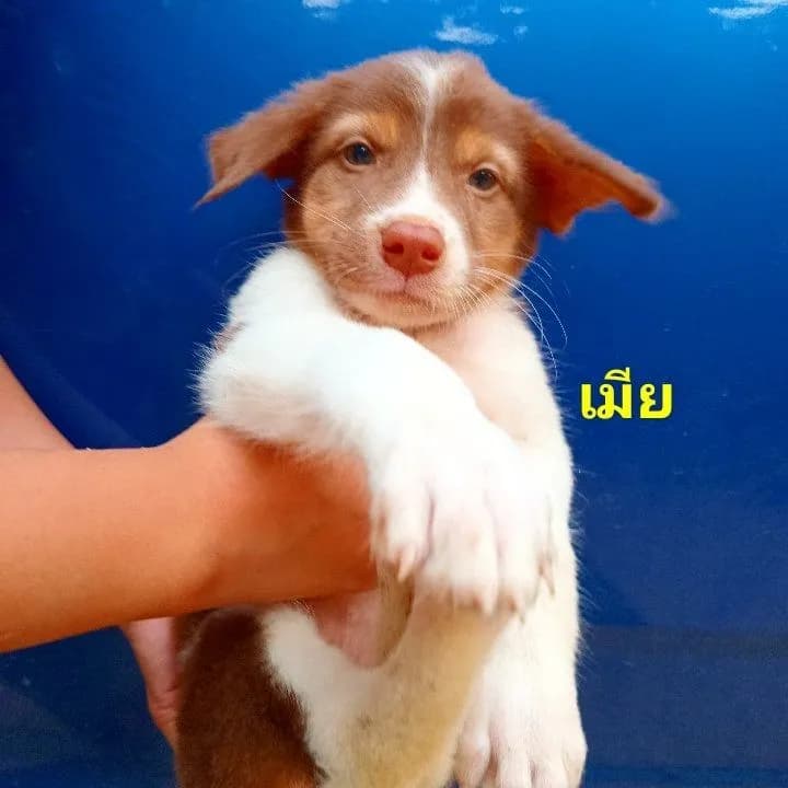 บางเเก้ว