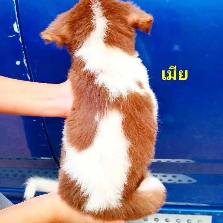 บางเเก้ว