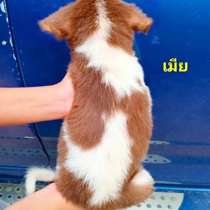 บางเเก้ว