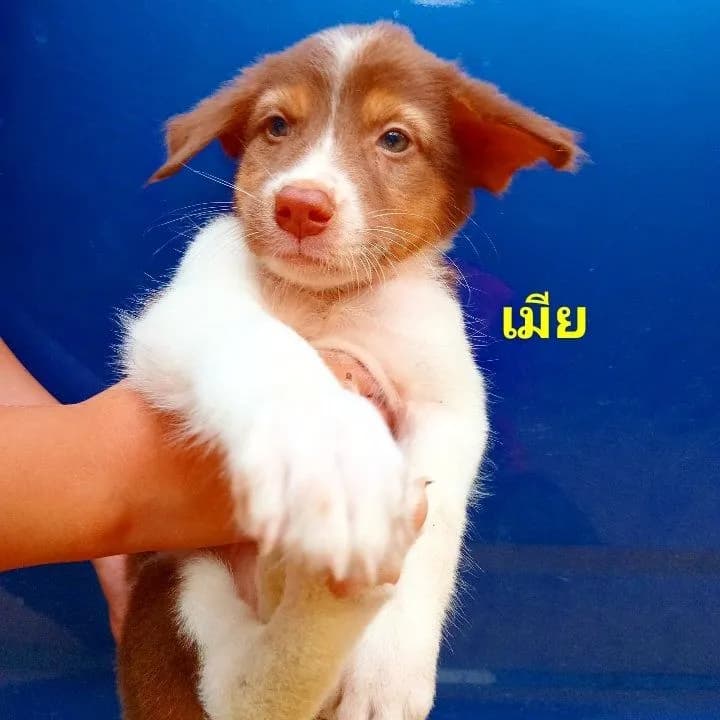 บางเเก้ว