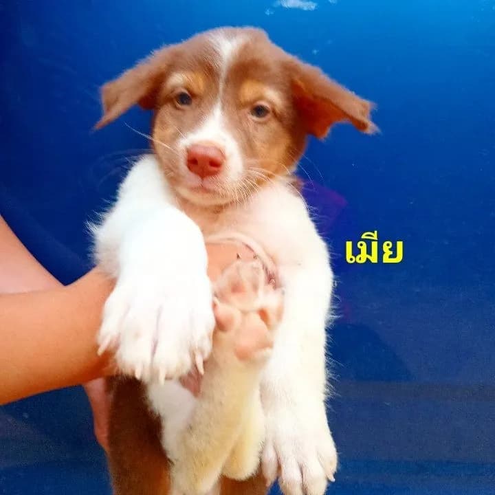 บางเเก้ว