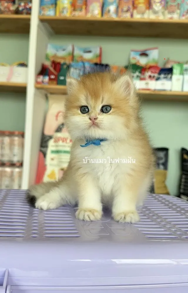 แมวสายพันธุ์บริติชลองแฮร์