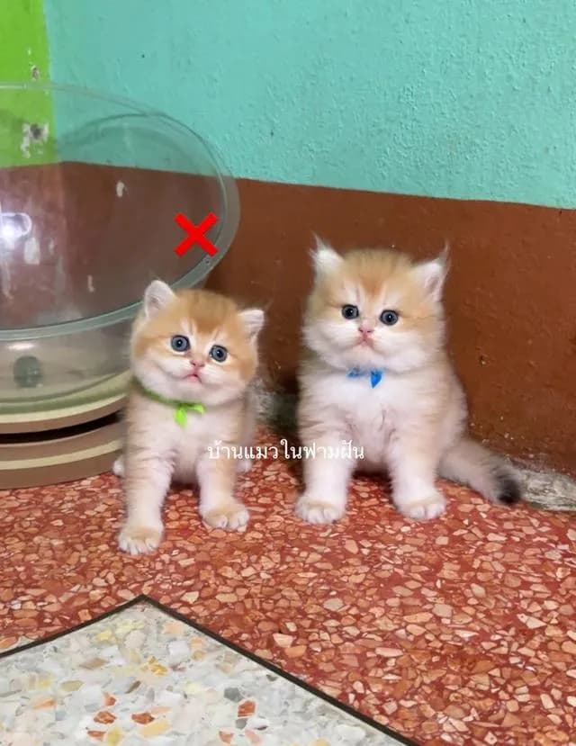 แมวสายพันธุ์บริติชลองแฮร์