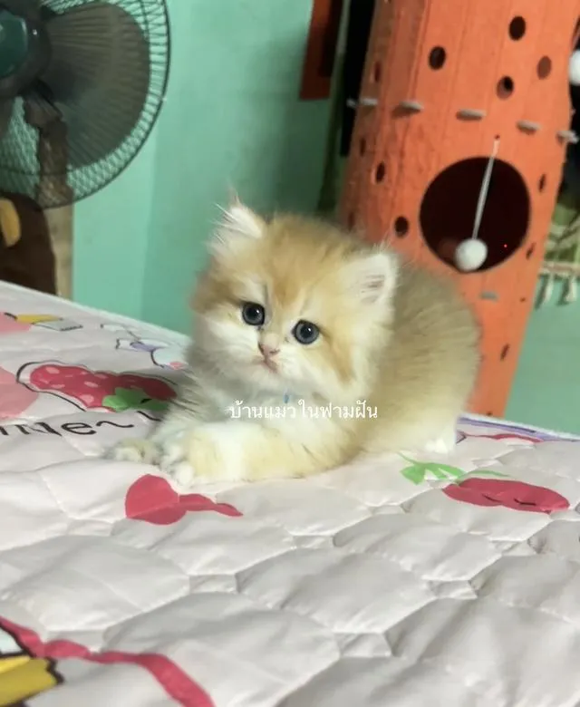 แมวสายพันธุ์บริติชลองแฮร์
