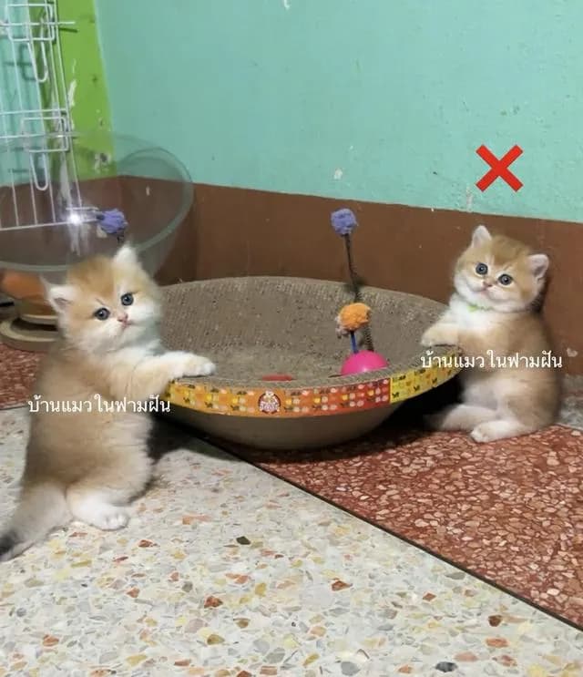 แมวสายพันธุ์บริติชลองแฮร์