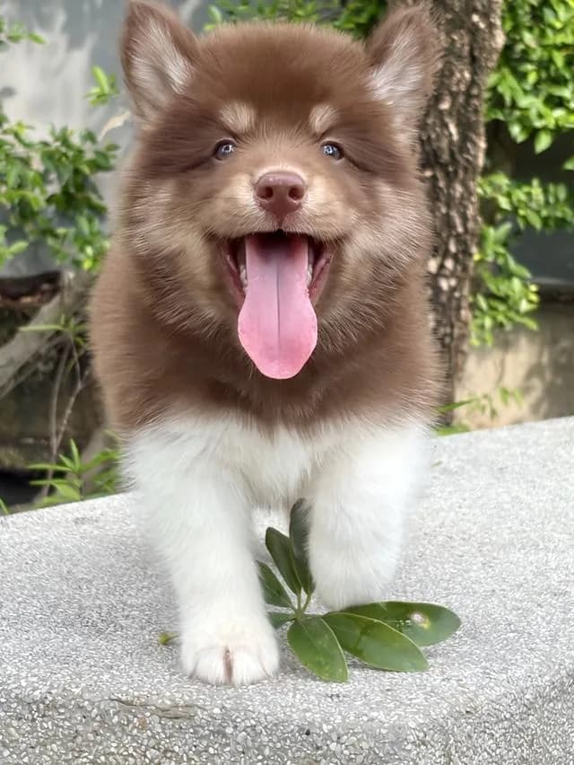 ลูกสุนัขไซบีเรียนแท้ เพศผู้