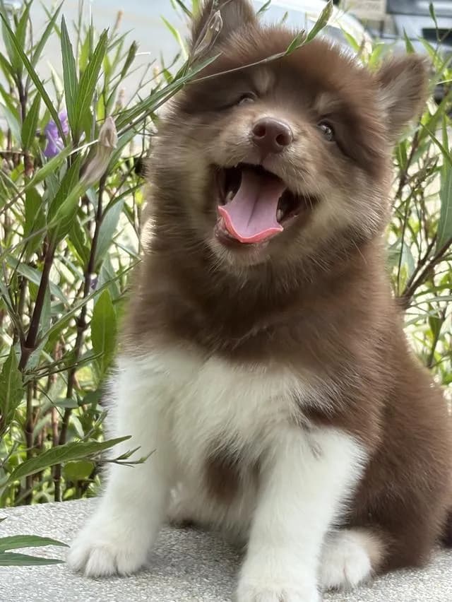 ลูกสุนัขไซบีเรียนแท้ เพศผู้
