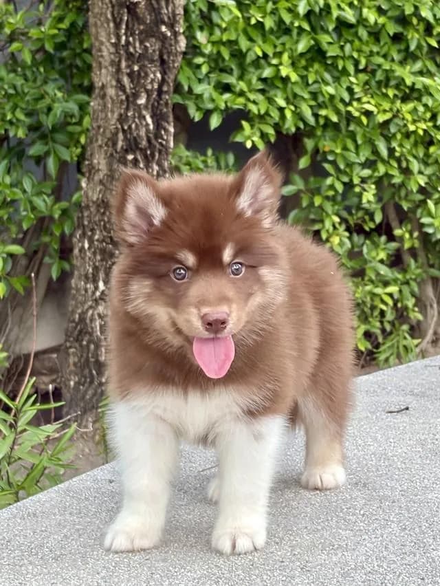 ลูกสุนัขไซบีเรียนแท้ เพศผู้