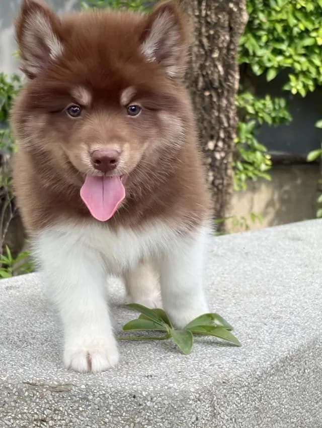 ลูกสุนัขไซบีเรียนแท้ เพศผู้