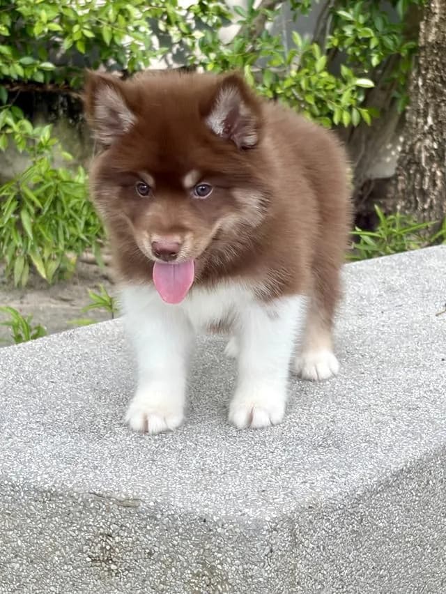 ลูกสุนัขไซบีเรียนแท้ เพศผู้