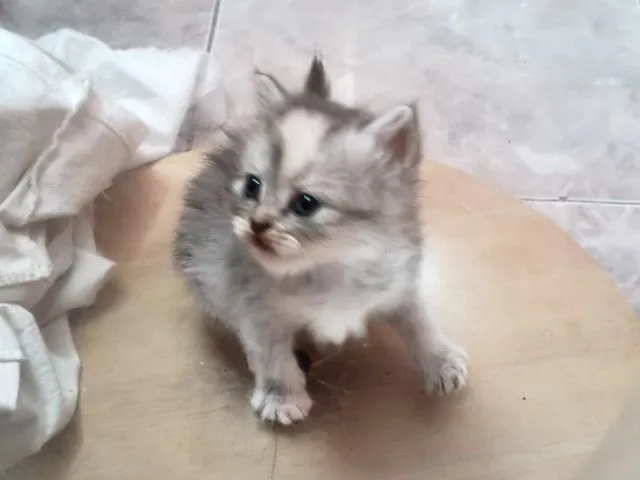 เเมว
