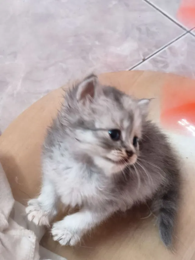 เเมว