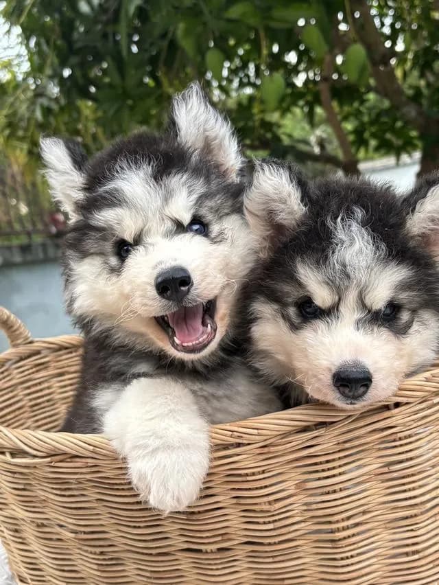 ไซบีเรียนวูดลี่โค้ช ตาสีน้ำเงิน