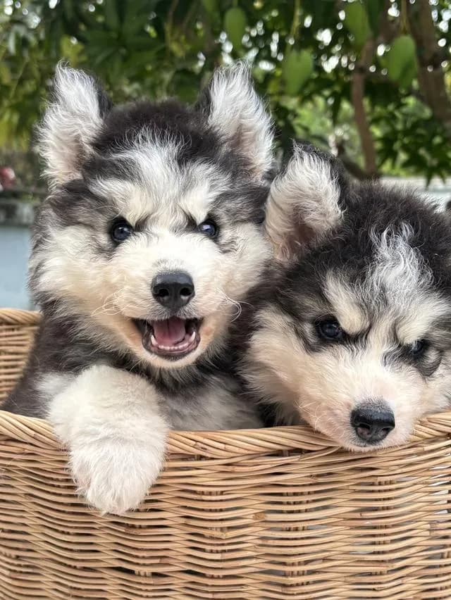 ไซบีเรียนวูดลี่โค้ช ตาสีน้ำเงิน