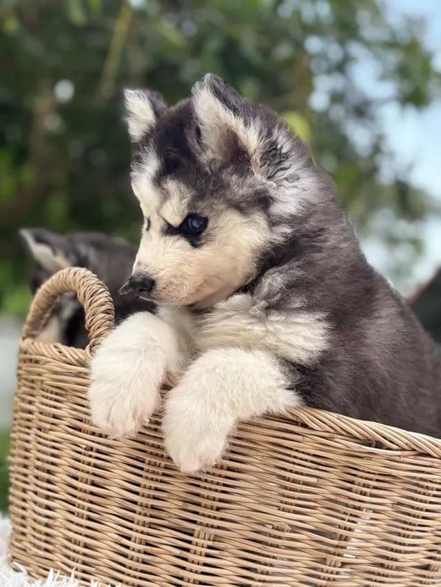 ไซบีเรียนวูดลี่โค้ช ตาสีน้ำเงิน
