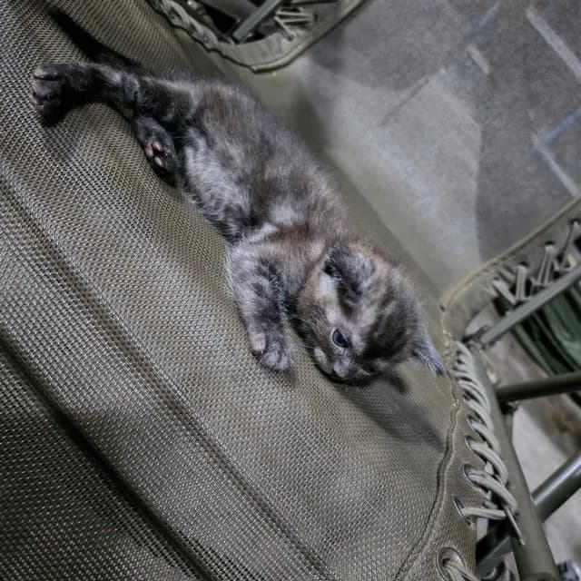 เเมวอเมริกันช็อตแฮร์