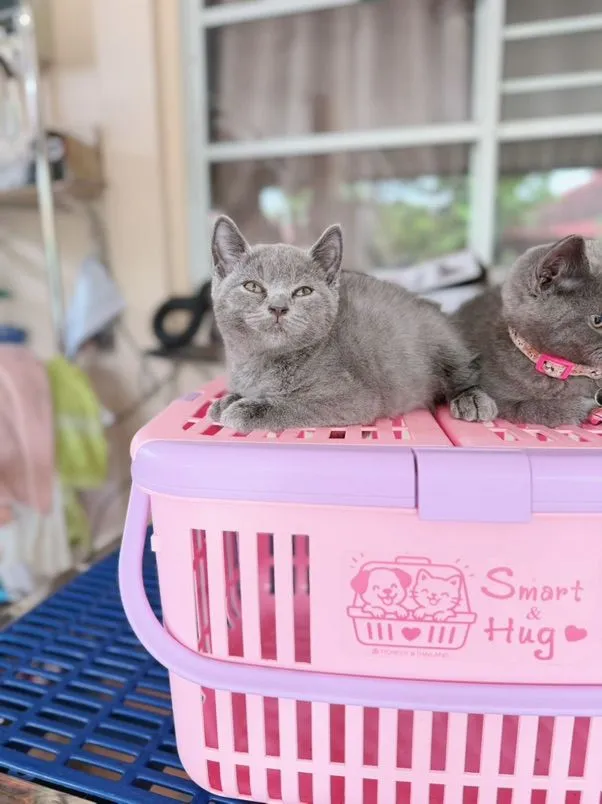 บริติชชอร์ตแฮร์