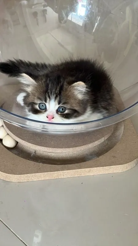 แมวเปอร์เซีย