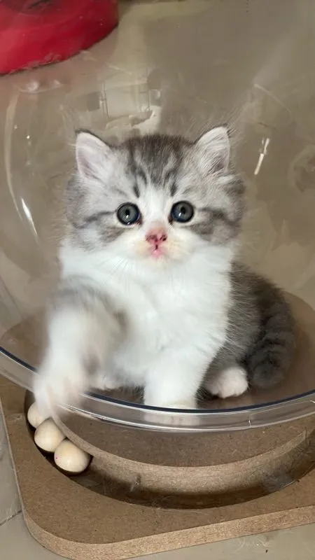 แมวเปอร์เซีย
