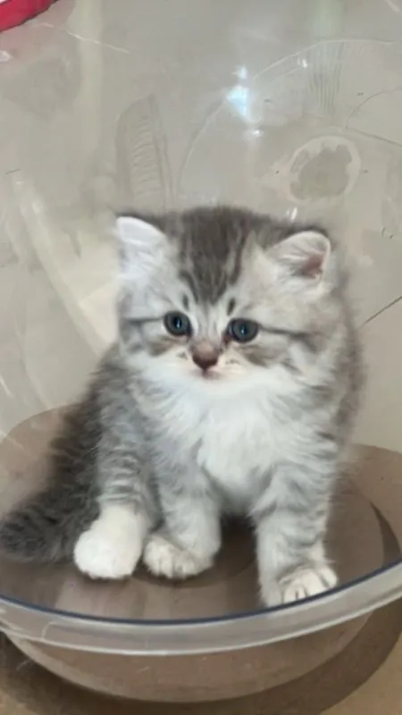 แมวเปอร์เซีย