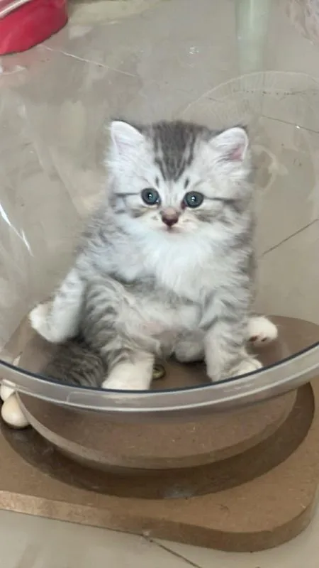แมวเปอร์เซีย