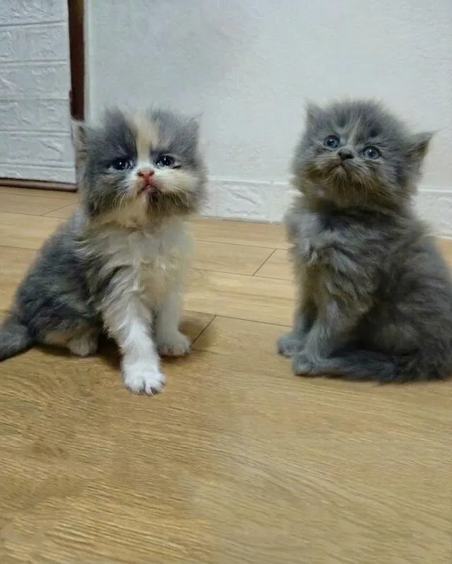 ลูกแมวเปอร์เซียแท้...